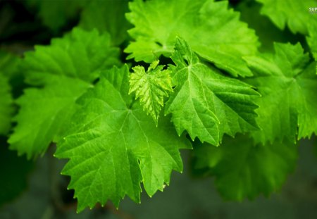 Grape Leaves - nature, fresh, grape leaves, leaves, green, crisp, lovely, large