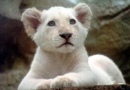 Li'l white prince - white, male, cub, lion