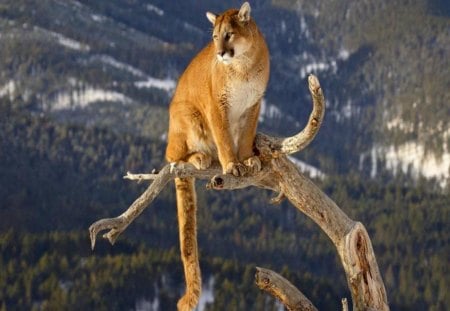 High perch - mountain, cougar, branch, hunter