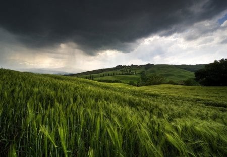 Black Clouds - black, clouds, green, grass