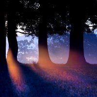 Deer in Forest Dusk