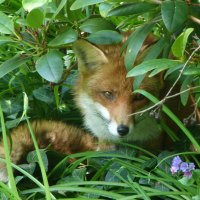 Roxy Foxy