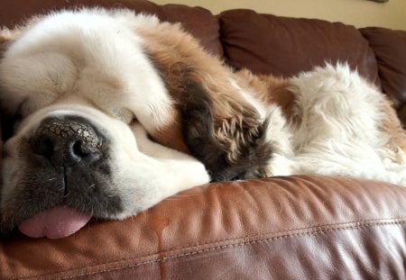 Dog Tired - Dog, Tired, St Bernard, Sleeping