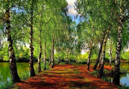 lovely birch trees on a lake park outcrop - benches, lake, outcrop, trees