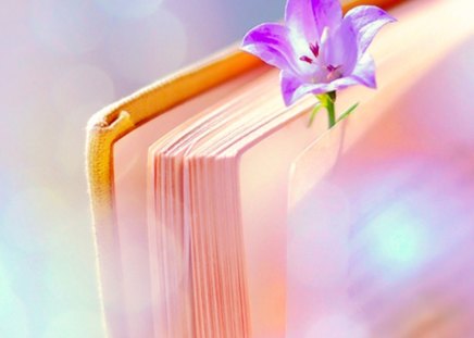 Between - purple, book, flower, soft