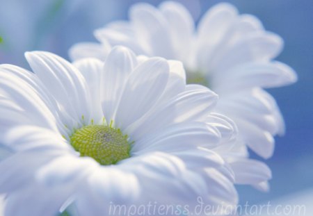 Soft flowers - flowers, white, nature, soft, pure