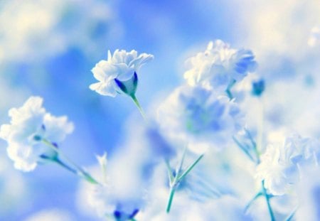 Just like Heaven - flowers, white, nature, soft