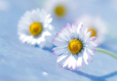 Make me Believe - white, nature, flowers, soft