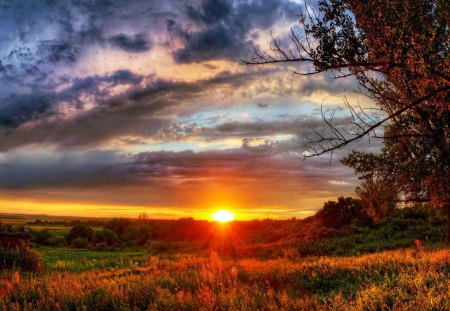 dawn - daw, tree, grass, sun