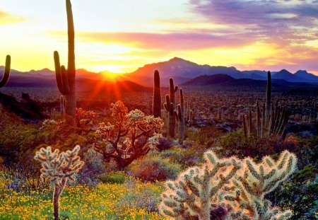 arizona sun rise - arizona, grass, cactus, sun