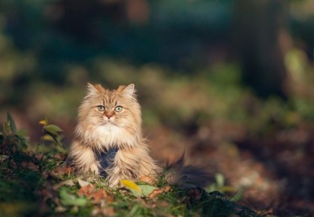 Cat - sleepy, cute, beautiful, cat, sleeping, kitty, cats, hat, cat face, paws, face, animals, pretty, beauty, sweet, kitten, lovely