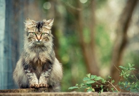 Cat - sleeping, beauty, cat face, hat, animals, sleepy, paws, face, pretty, cute, cat, kitty, lovely, kitten, cats, beautiful, sweet