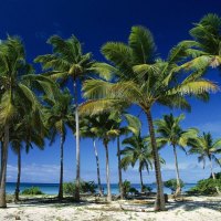 Coconut Palms Taunga Island