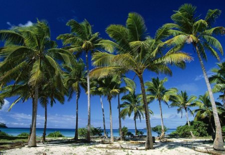 Coconut Palms Taunga Island - beach, palm, sea, island