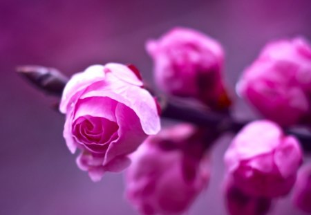 four rose in one branch