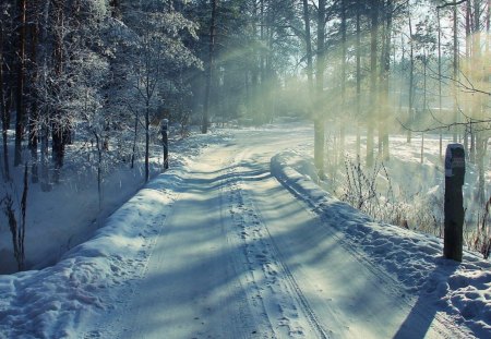 sunlight reflecting on snowy road - snow, road, winter, tree