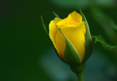 yellow blooming rose - rose, branch, flower, yellow