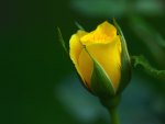 yellow blooming rose