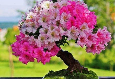 bonsai - bonsai, tree, beauty, art