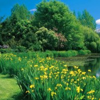 Blooming garden