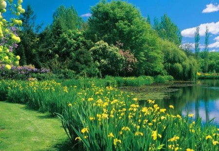 Blooming garden - nice, beauty, sky, freshness, trees, greenery, water, flowering, spring, calm, quiet, pretty, reflection, green, grass, garden, pond, blooming, lake, summer, shore, lovely, serenity, nature, beautiful, flowers