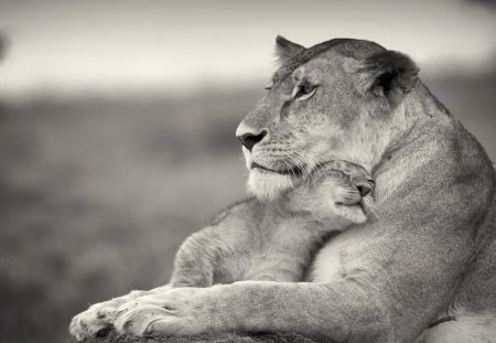 True love - lioness, cub, cute, lion, adorable, mother, love