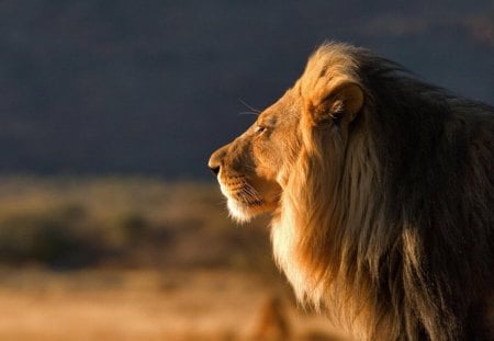 Enjoying a sunny day on the savannah - lion, portrait, savannah, wild life, big cat