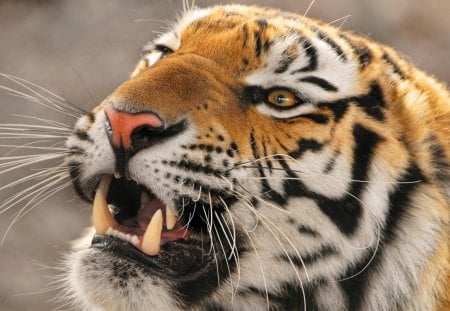 Pretty angry tiger - angry, portrait, tiger, big cat, wild life