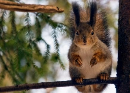 squirrel in a tree - animal, tree, cute, squirrel