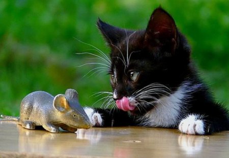 cat and mouse - funny, mouse, cat, animals