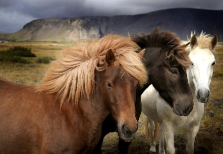 Icelandic horses - horse, iceland, animals, icelandig