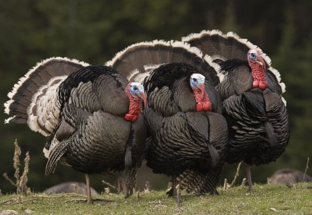 Turkey gathering - bird, turkey, birds, domestic, animals