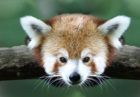 Red panda - red, bear, zoo, panda, wild life