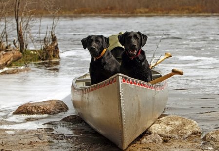 Ready for the canoe trip - trip, labrador, dog, canoe, pet