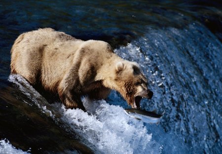 Gone fishing - brown, bear, fishing, waterfall, fish, catch