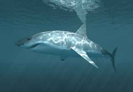 Shark underwater - water, prowl, shark, underwater