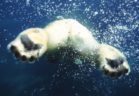 Polar bear taking off - bear, polar bear, paws, underwater