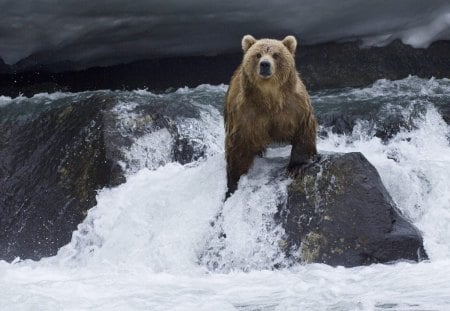 Where is the fish? - bear, waterfall, fishing, brown, wild life