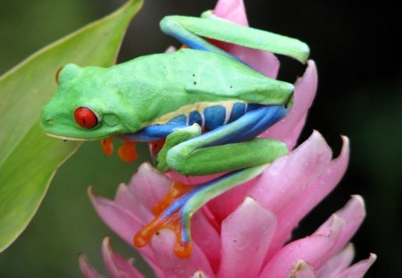 FROG ON FLOWER - frog, flower, cute, pretty