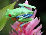 FROG ON FLOWER