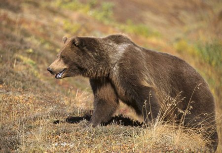 Brown bear - bear, animal, wild life, brown