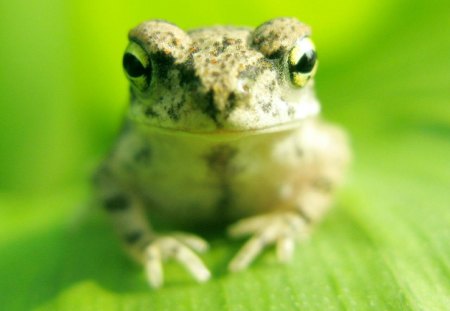 CUTE FROG - CUTE, LITTLE, FROG, GREEN