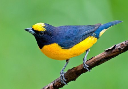 BLACK AND YELLOW BIRD - black, pretty, yellow, bird