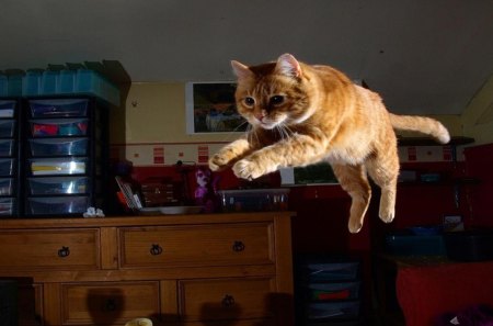 Jumping - pretty, cat face, sleepy, paws, kitten, cats, face, sleeping, hat, beautiful, beauty, lovely, sweet, cat, cute, animals, kitty