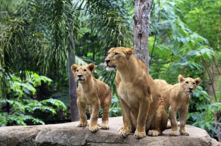 lions - lions, fun, forest, animals, cats