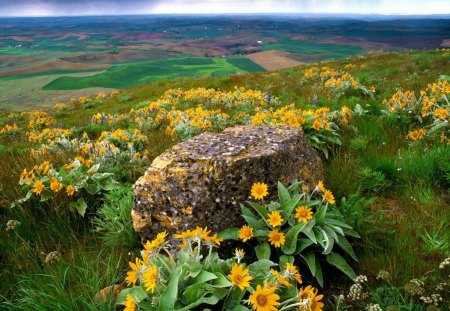 fantastic fields in palouse county washington - flowers, hills, fields, rocks