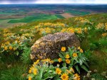 fantastic fields in palouse county washington