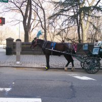 Central Park NYC 4/2013