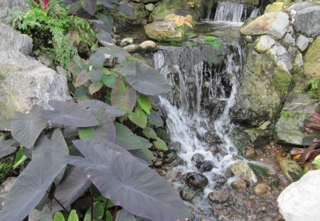 Flowers for a cause 22 Bromeliad - bromeliad, photography, waterfalls, flowers, rocks