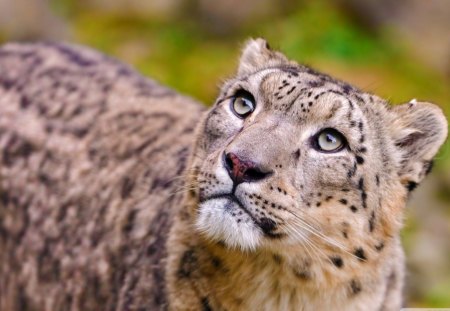 Snow Leopard - entertainment, animals, other, cats